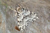 Lymantria monacha