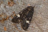 Melanchra persicariae