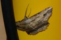 Menophra abruptaria