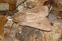 Mythimna ferrago