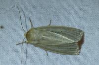 Mythimna impura