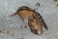 Notodonta ziczac