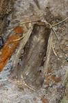 Ochropleura plecta