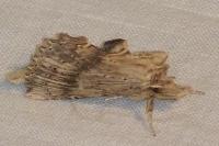Pterostoma palpina