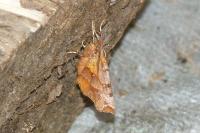 Selenia dentaria
