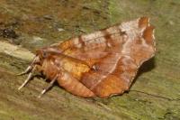 Selenia dentaria