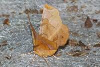 Selenia tetralunaria