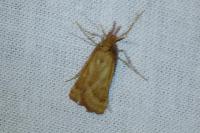 Synaphe punctalis