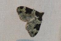 Xanthorhoe fluctuata