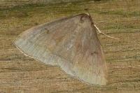 Zanclognatha lunalis