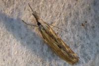 Agriphila inquinatella