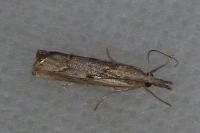 Agriphila geniculea