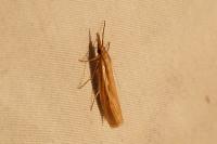 Agriphila tristella