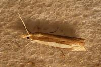 Crambus pascuella