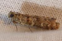 Dioryctria