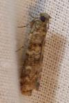 Dioryctria