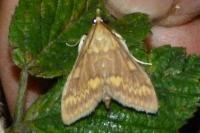 Ostrinia nubilalis