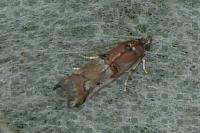 Pempelia palumbella