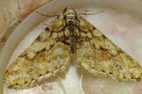 Agriopis leucophaearia