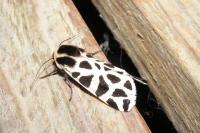 Cymbalophora pudica