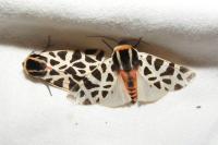 Cymbalophora pudica
