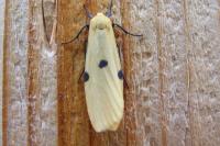 Lithosia quadra