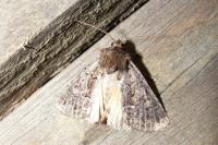 Thalpophila matura