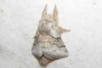 Trichiura crataegi