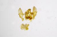 Epirrita dilutata
