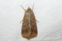 Helicoverpa armigera