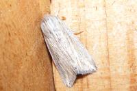 Mythimna riparia