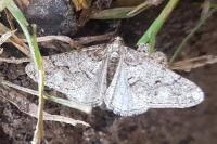 Agriopis leucophaearia