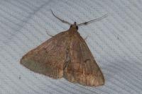 Zanclognatha lunalis