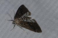 Parapoynx stratiotata