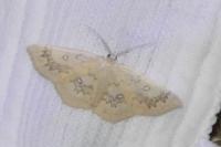 Cyclophora annularia