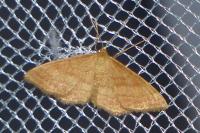 Idaea ochrata
