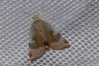 Noctua janthe/janthina