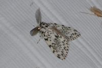 Lymantria monacha