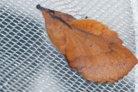 Gastropacha quercifolia