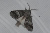 Drymonia querna