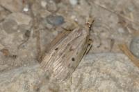 Aphomia sociella