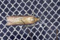 Oncocera semirubella