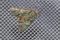 Polyphaenis sericata