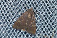 Mesapamea secalella/secalis