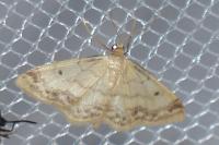 Idaea biselata