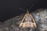 Hypena rostralis