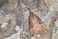 Hypena rostralis