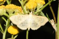 Patania ruralis