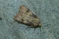 Agrotis puta