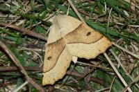 Crocallis elinguaria